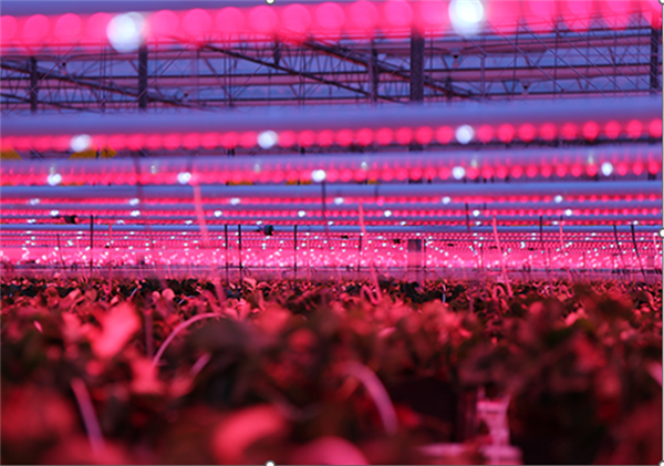 Afbeelding: Luminaid Floralux Nextgen
